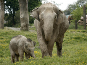 Elephants © Le PAL